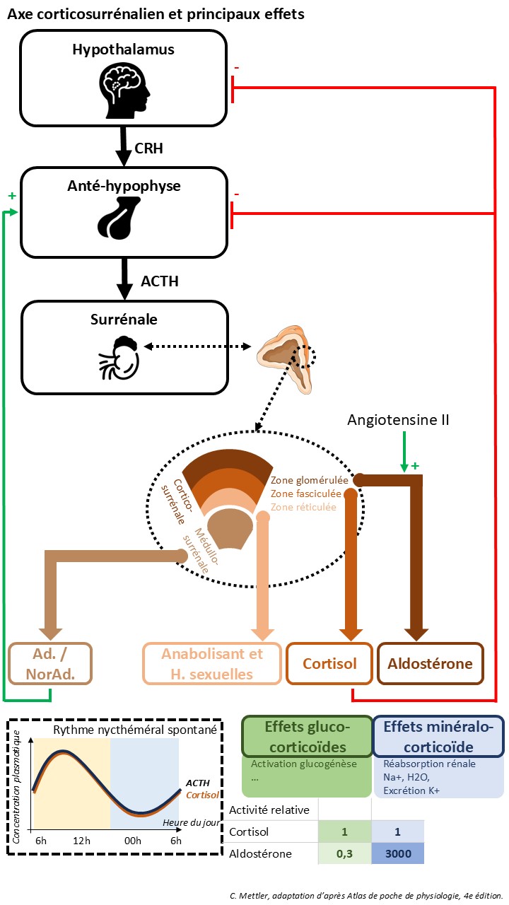Axe corticosurrénalien